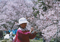 高遠のコヒガン桜