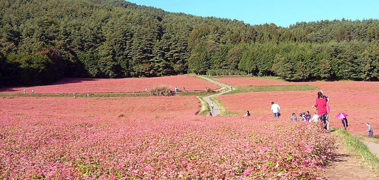絵画 赤蕎麦の花 2024.10.07 赤い蕎麦の花｜日本花卉文化株式会社