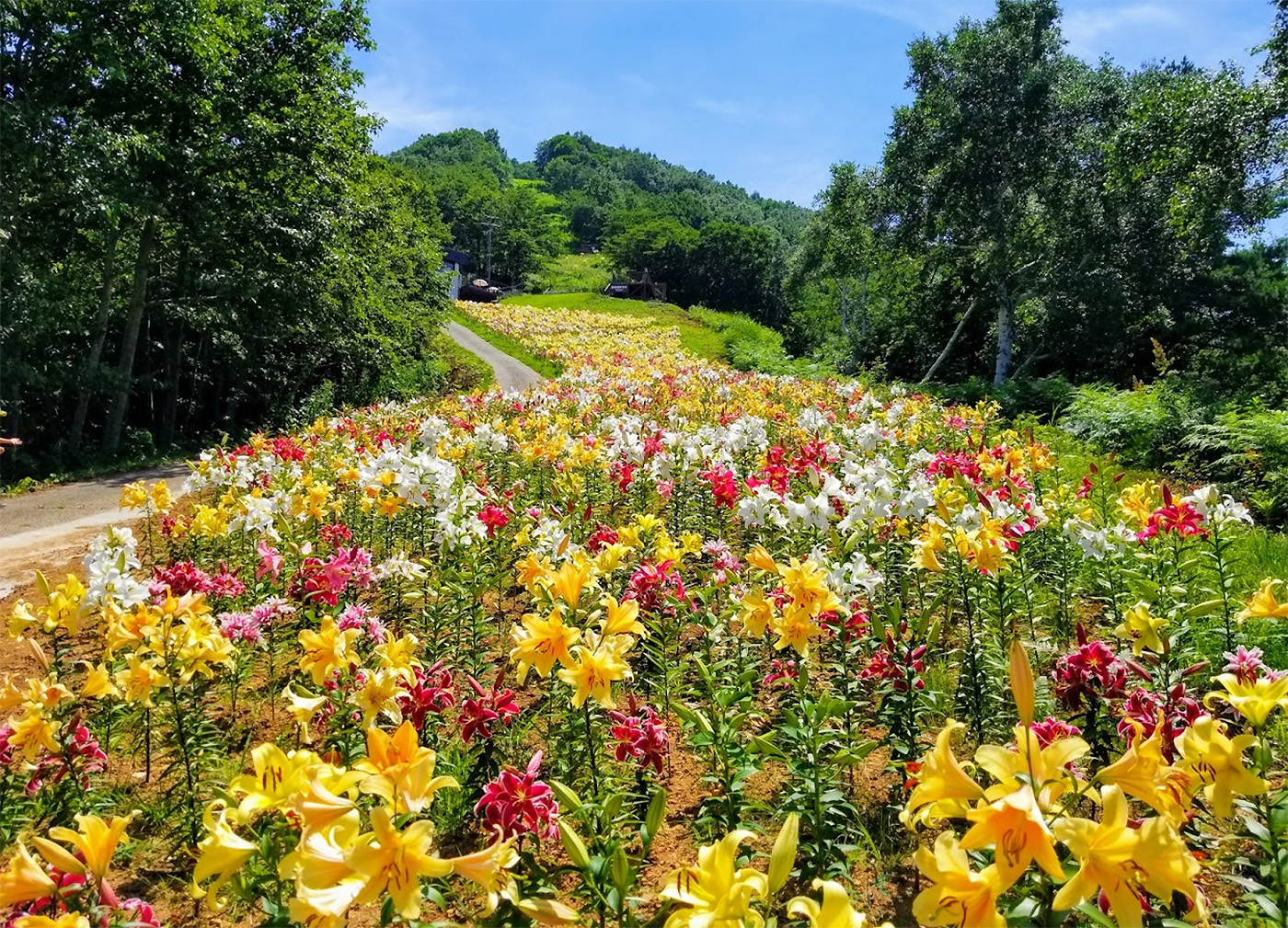 長野 ゆり