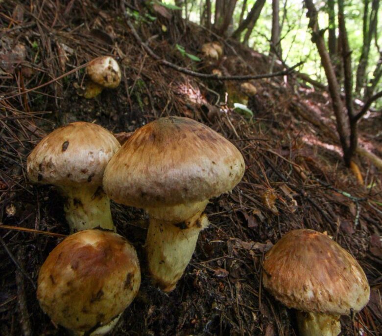 vill-nagano-toyooka-