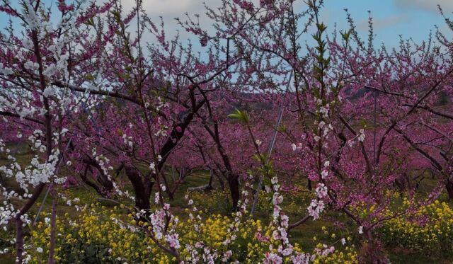 長野市の#丹霞郷 の#桃の花 とリンゴの花・菜の花
黒姫山・妙高山を背景に、#桃源郷 のような風景に魅了されました。
