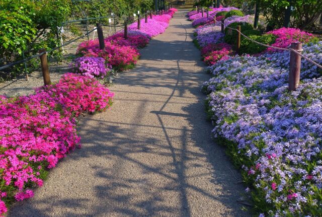 #安曇野市美術館 (#豊科近代美術館 から4月に改名)のバラ園の#芝桜