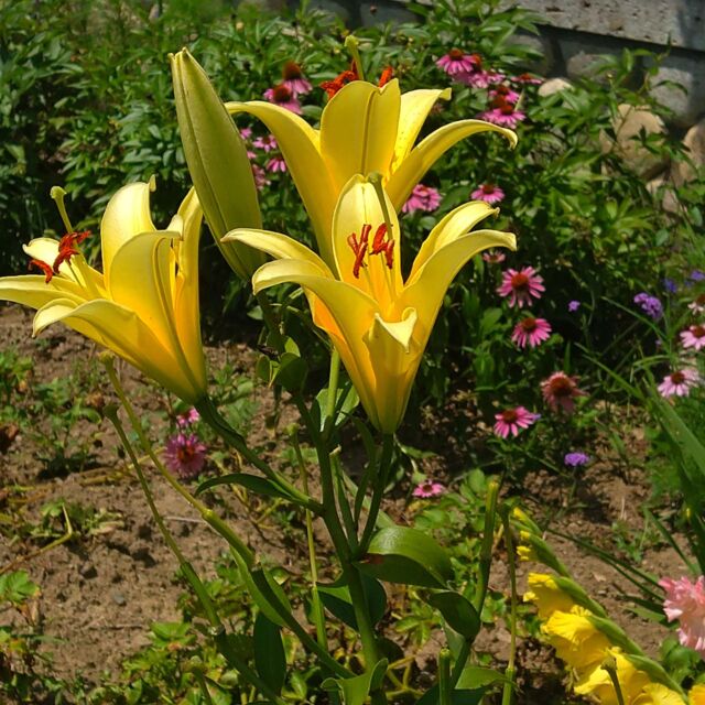 7月は#百合 の季節。近所の庭や畑に、いろんな#ユリ科 の花が可憐に咲いてます。
#霧ヶ峰 と#車山 の#ニッコウキスゲ も見頃で7月下旬まで見られるそうです。