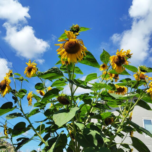 3mぐらいある #ヒマワリ と夏空
あちこちでヒマワリが咲き誇ってます。
長野県内にも平谷村ひまわりの湯周辺・松本大学西の畑・飯山菜の花公園などヒマワリの名所はいくつかりますが、
隣の新潟県津南町の50万本の「ひまわり広場」は一度行ってみたいところです。