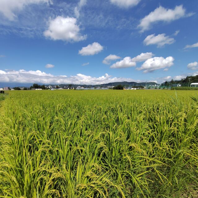 #夏空 の下、稔り始めた#稲穂
