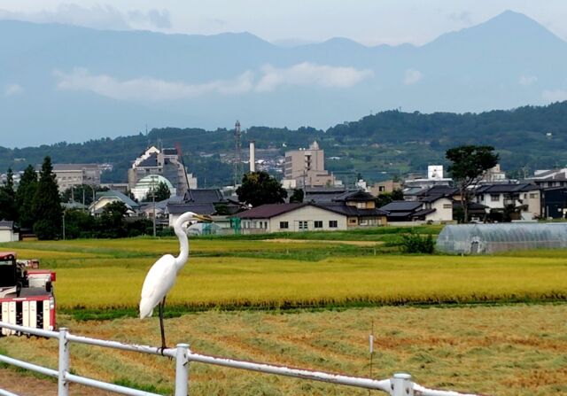 #シラサギ (#白鷺 ) と #北アルプスと #稲刈り が史上最速で始まった田んぼ
