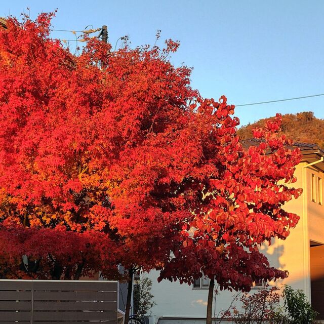 #信州 は今、#紅葉 真っ盛り
ご近所の樹も燃えるように紅葉してます
