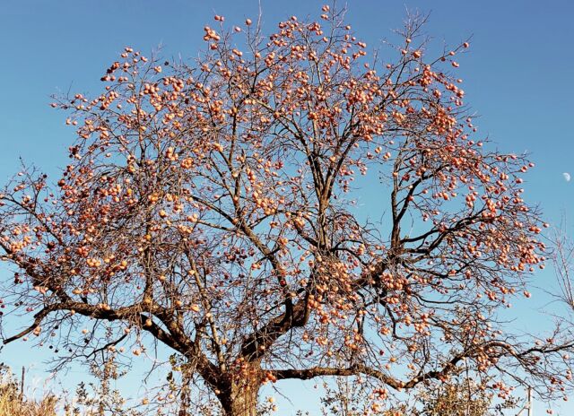 1本の#柿の木 に実が数百個😲
#鈴なり
#子だくさん