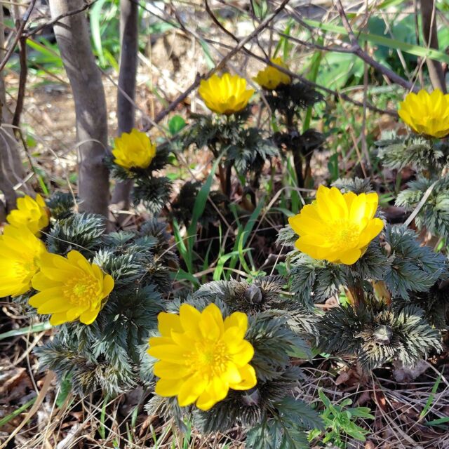 #信州 の冬の灰色だった庭に、一番先に春を告げる花 #福寿草
今年もあちこちで咲き始めてます。
#福寿草まつり も松本市#四賀では3/7、長野市#七二会 では3/2から始まります