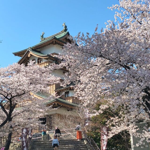 #諏訪 #高島城 の満開の#桜