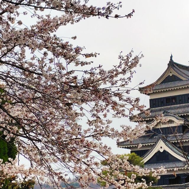 #松本城 と#桜
ほぼ#満開 で、今日は小雨と強風でしたがまだ散らないので、明日から数日が#見頃 でしょう