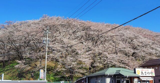 山全体が桜の#松本#弘法山の桜
#満開