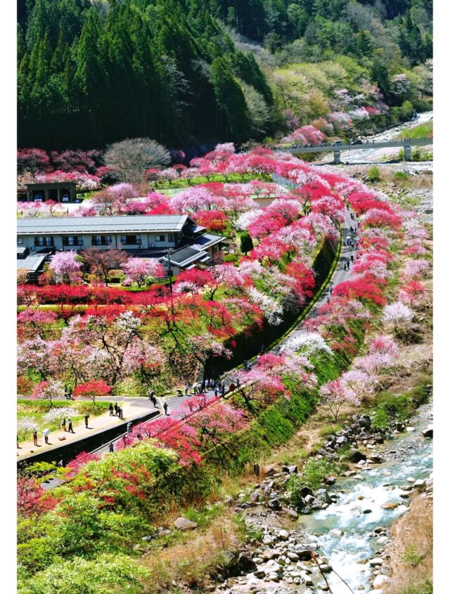 花桃街道・花桃の里花桃祭り・長野県のハナモモスポット – とっておき信州