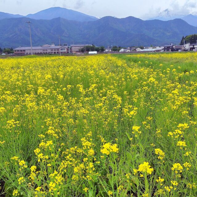 #安曇野 の#菜の花の名所 #ほりがね物産センター 横の#菜の花畑。
今年は早く咲いたようで、見頃を過ぎています(4/29)