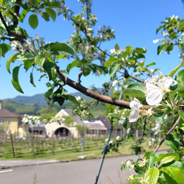 #サンクゼール本店 (#サンクゼールの丘 )の #リンゴの花