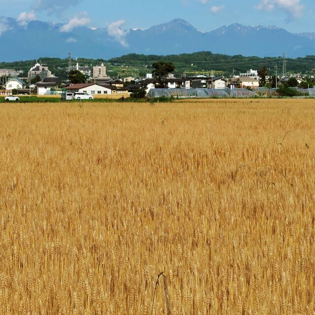 #麦秋 の#麦畑 と北アルプス
