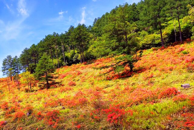 東御市&嬬恋村 #湯の丸高原 の60万株の#レンゲツツジ